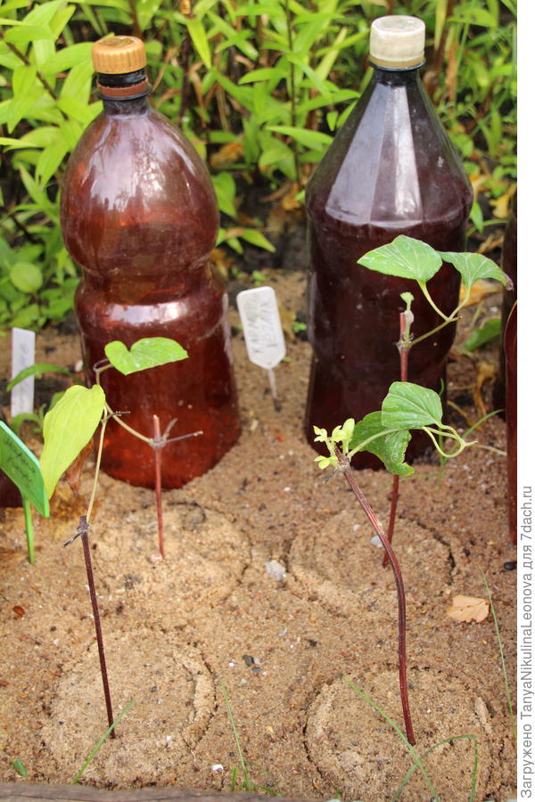 Нашло фото со своими черенками. Видно , что некоторые листики обрезаны на половину, так мы уменьшаем площадь испарения.