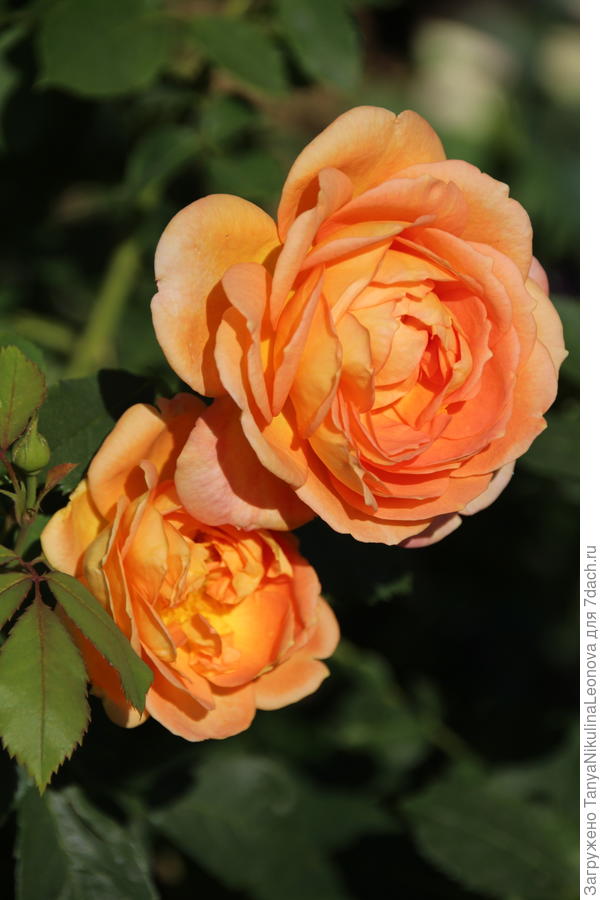 Леди Эмма Гамильтон