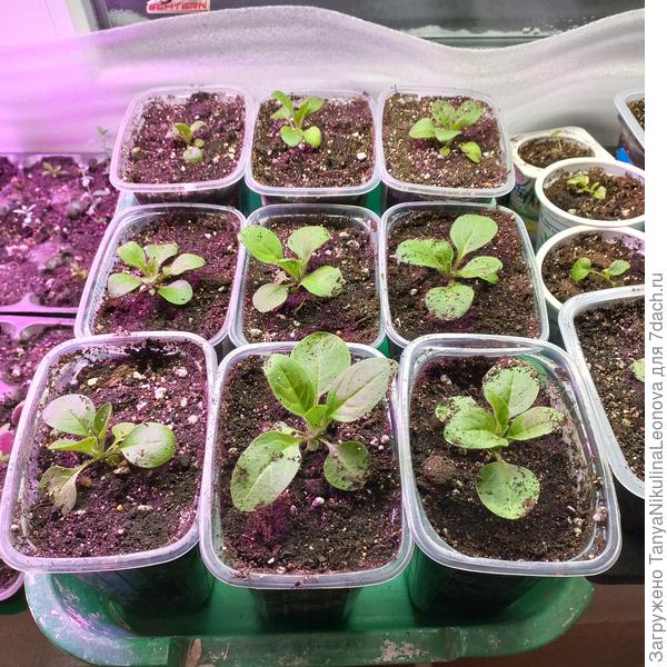 Перевалила в стаканчики около 350 мл.