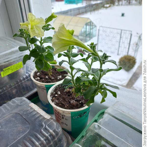 Осенняя кустовая