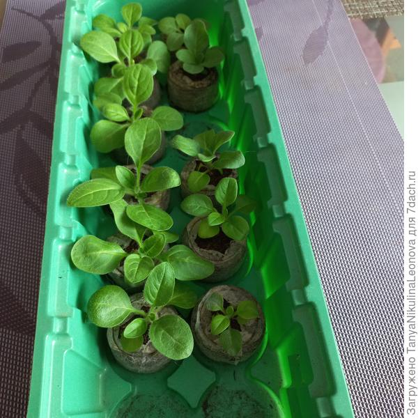 До перевалки, в таблетках.