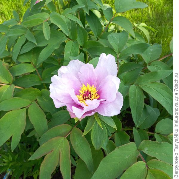 Древовидный