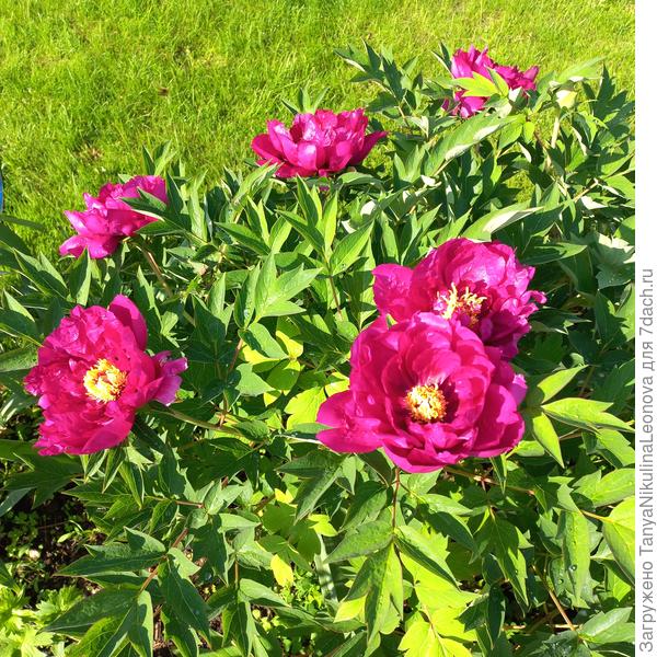 Древовидный