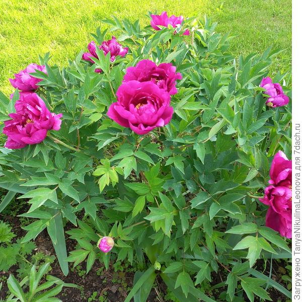 Древовидный