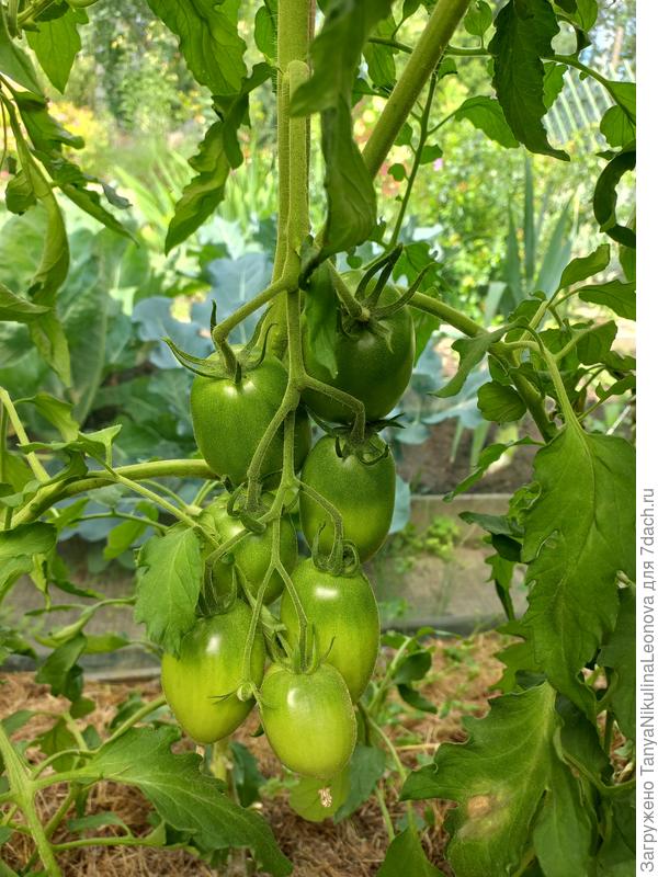 Сосулька черная