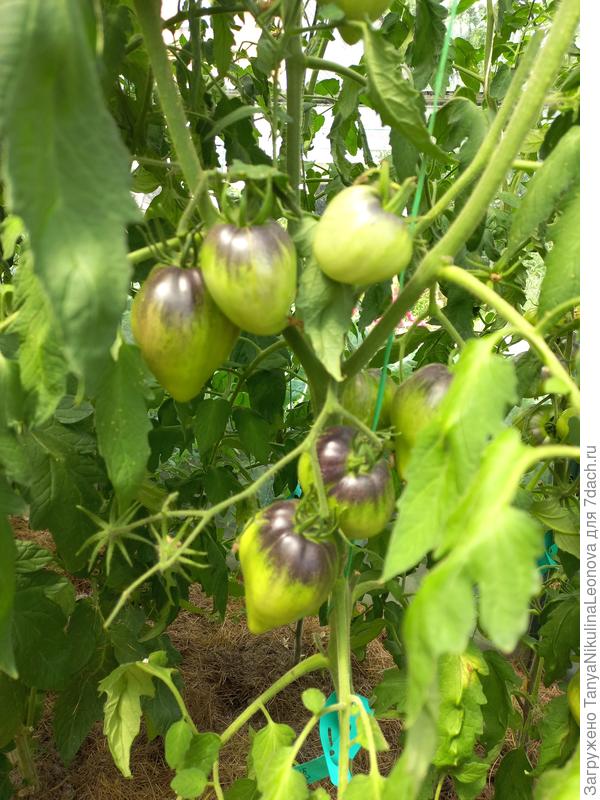 Сержант Пеппер