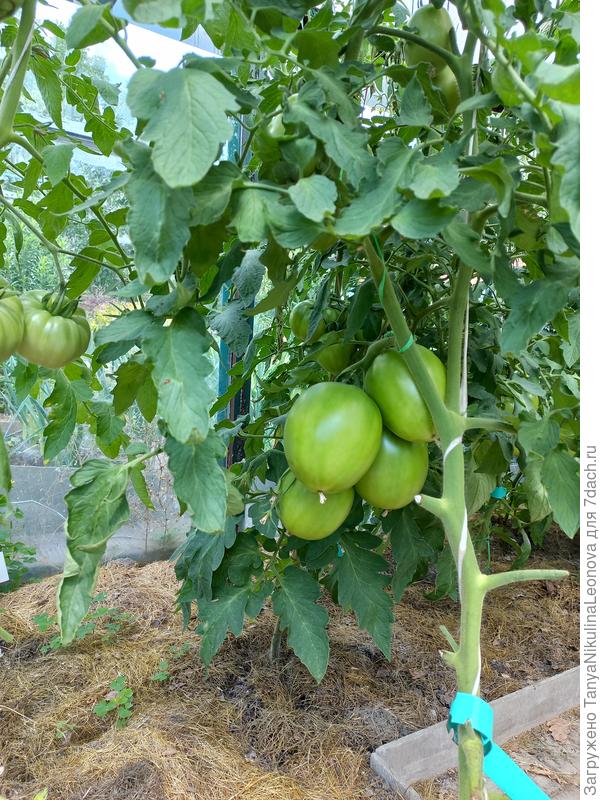 Царевна- лебедь втом году выдала красивые, большие плоды