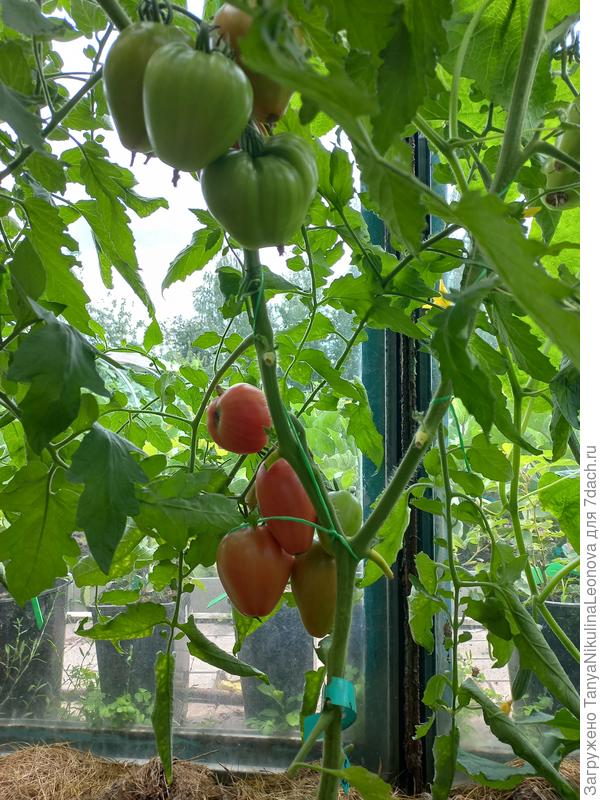 Это Сахарная Настасья, завтра в салатик определим)))