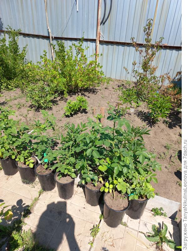 Часть плетистых, Алхимист пришлось даже обрезать, т.к. плети были очень большие. Горшки по 3 л.