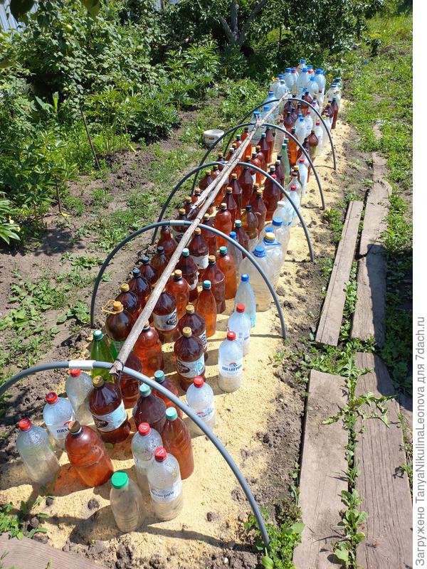 Череночник в этом году.