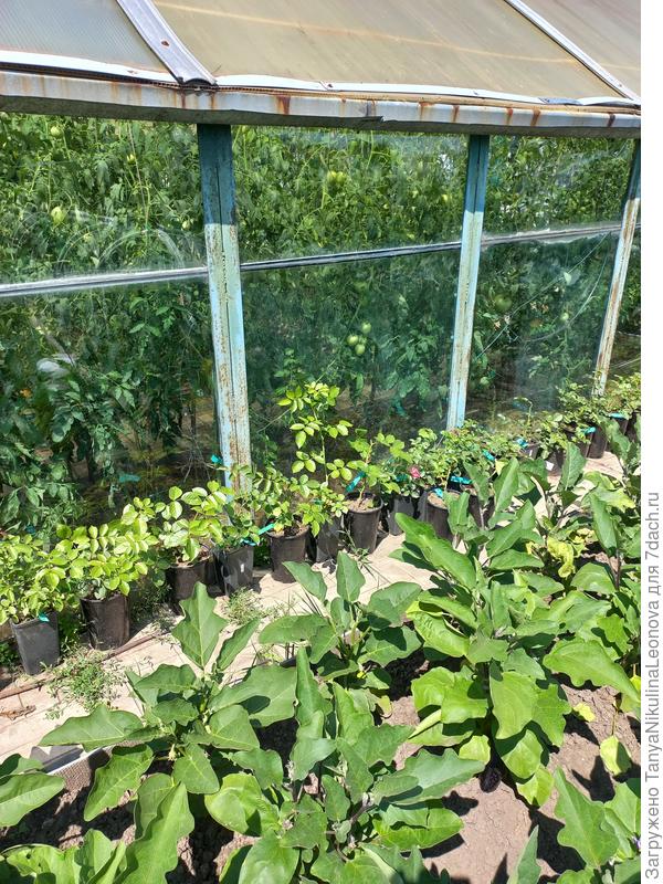 Это пересадила розы с прошлого года