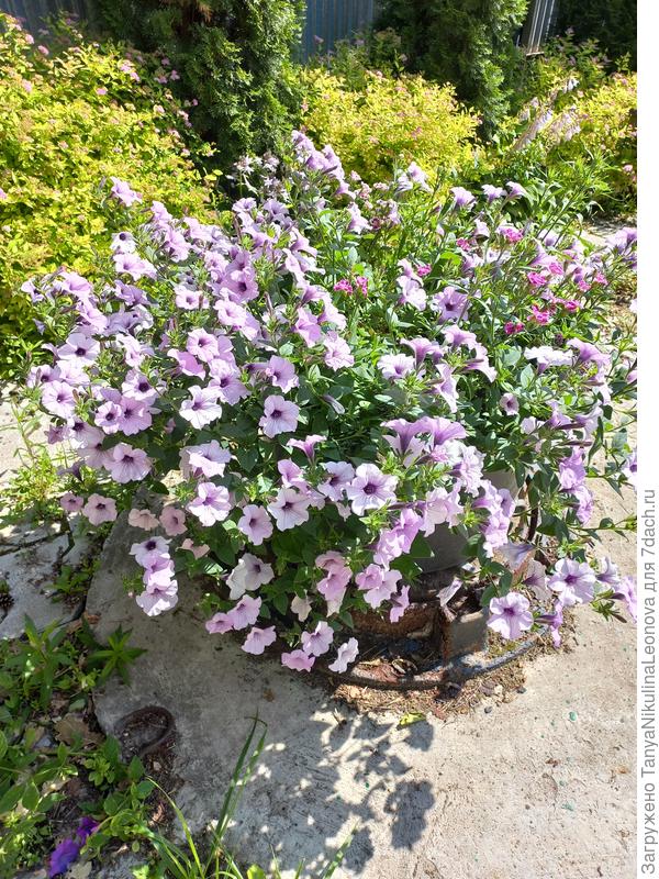 Силвер кстати тут 1 на весь строительный таз