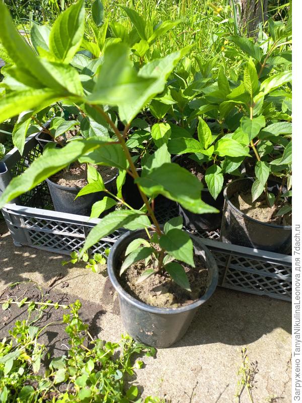 Гортензии прошлого года, укореняла летом