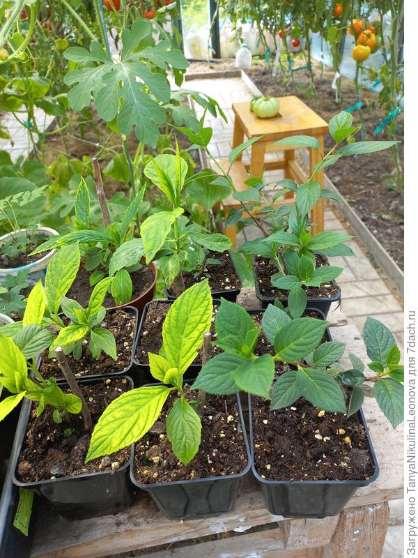 Это укорененные весной, уже пересадила из грунта а горшочки. (Крупнолистные и метельчатые)