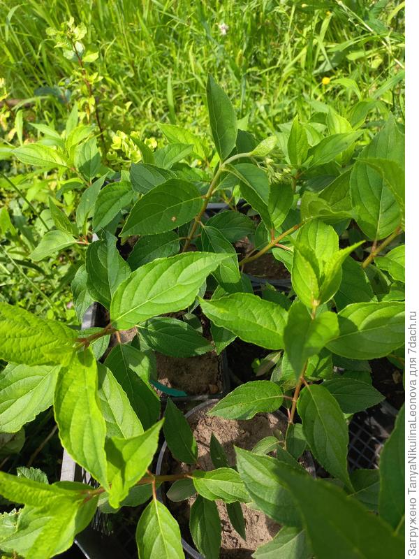 Некоторые набрали бутоны