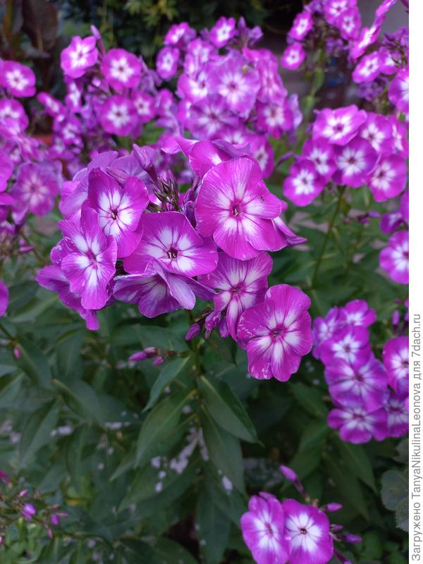 Флокс Успех для тебя