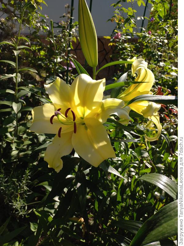 Последние лилии