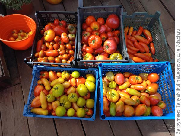 Вчерашний сбор