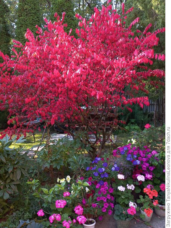 Бересклет - огонь!