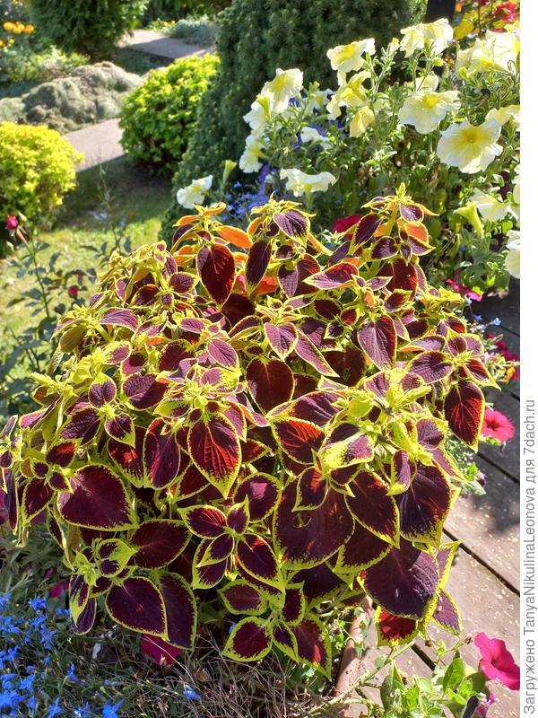 Красавчик колеус вырастила из семян