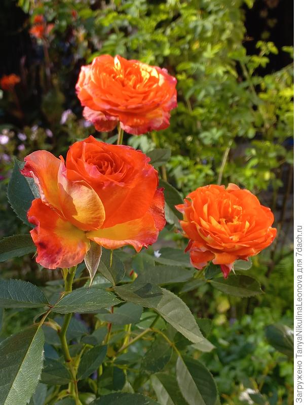 Файрио в красках осени