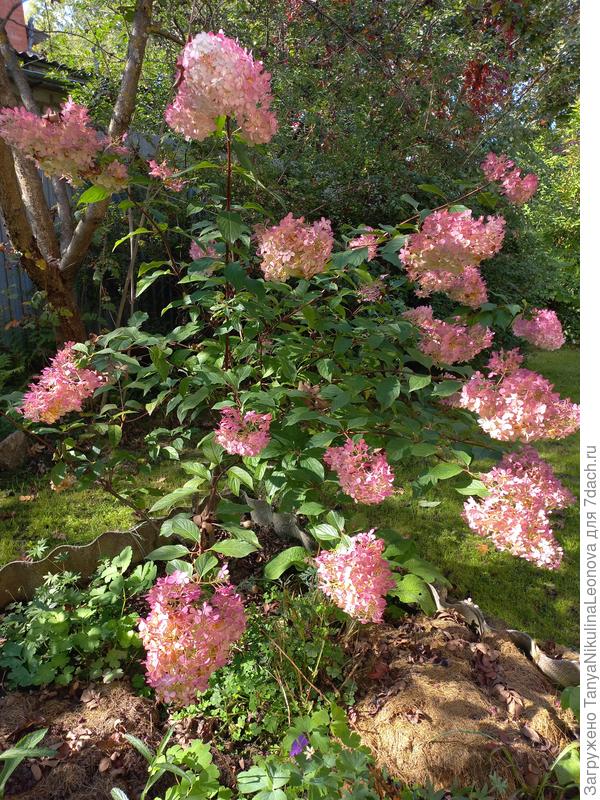 Ванилла Фрайз