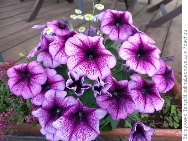 Трилоджи Пурпул вейн