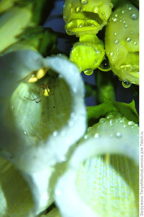 Наперстянка или Найди паучка)))