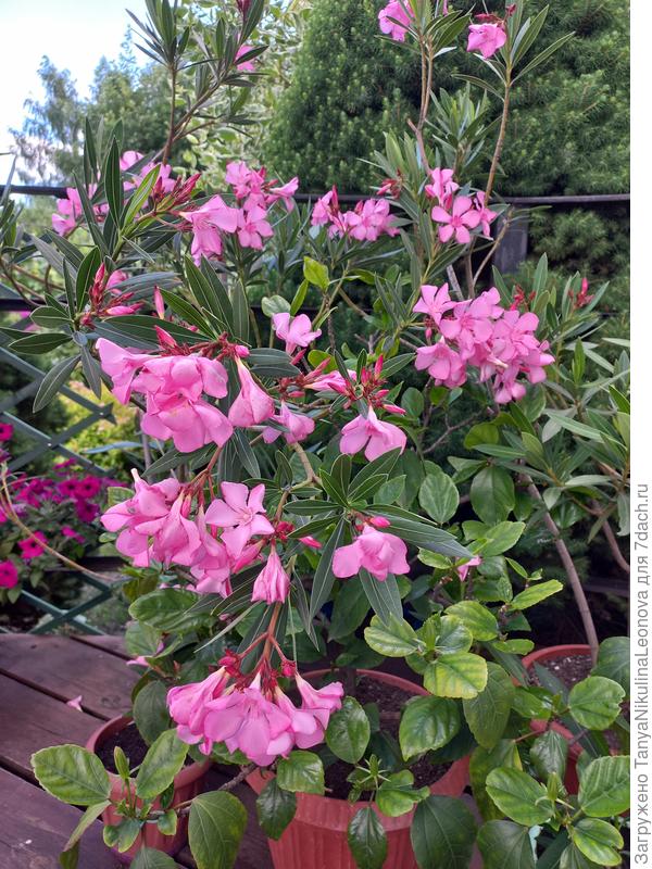 Олеандр радуется солнцу!