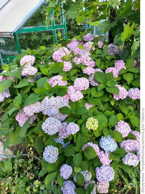 Крупнолистная 1