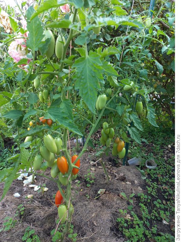 Созрели и томаты в ОГ