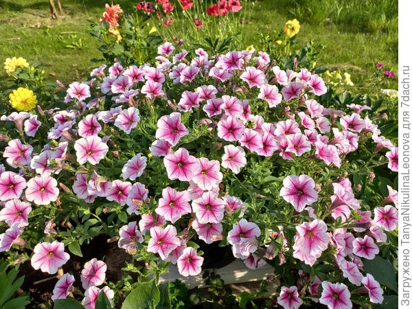 Опера Расбери айс