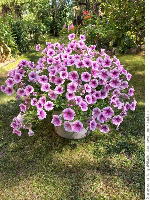 Очень понравилась Пендолино Виолет айст