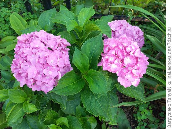 Крупнолистная 2