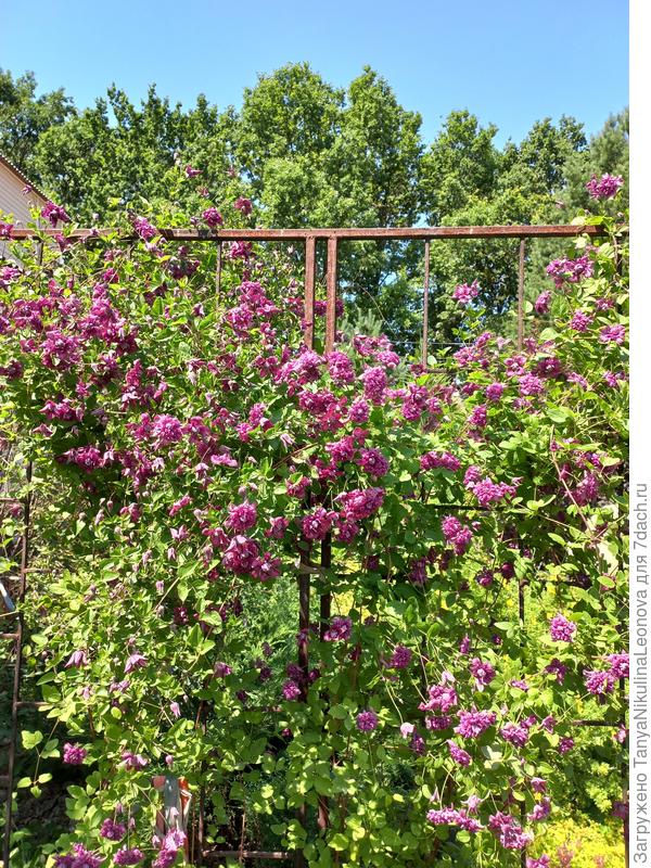 Клематис Пурпуреа плена элеганс