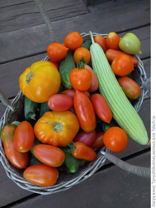 Вчерашний урожай)