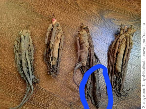 Проверить на гниль