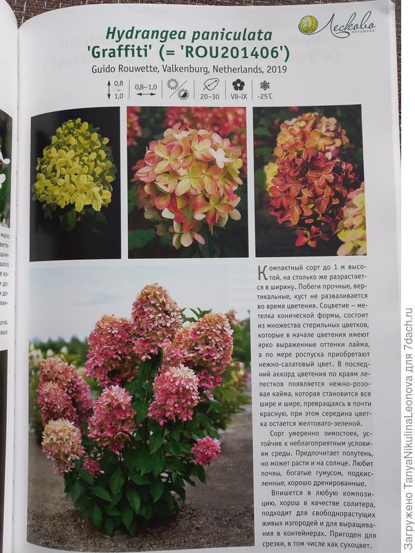 Описание Граффити от питомника Лесково