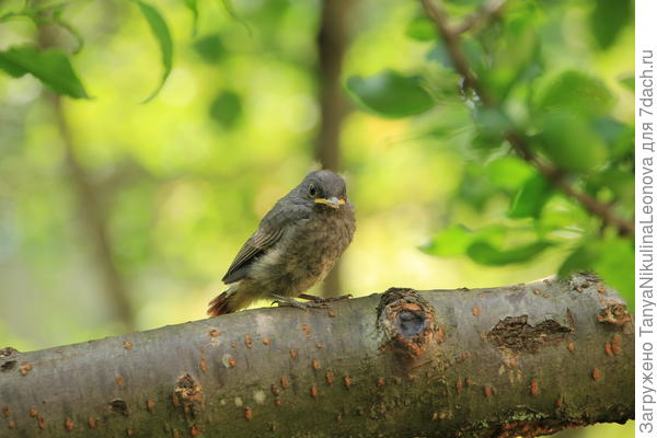 Птенчик...