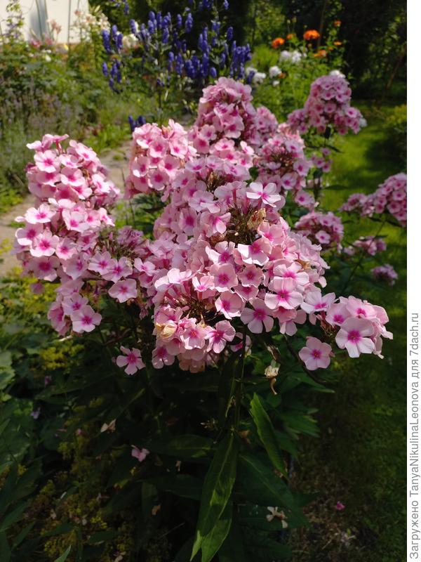 Флокс Мисс Пеппер