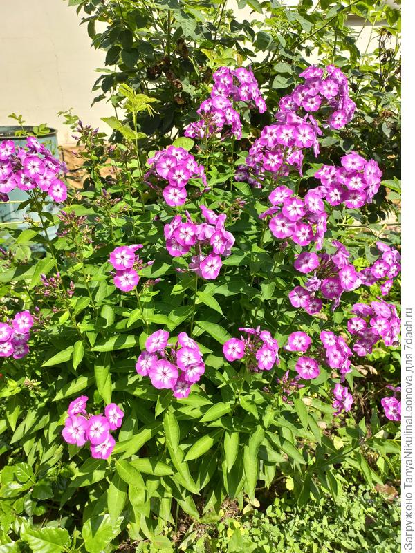 Флокс Успех