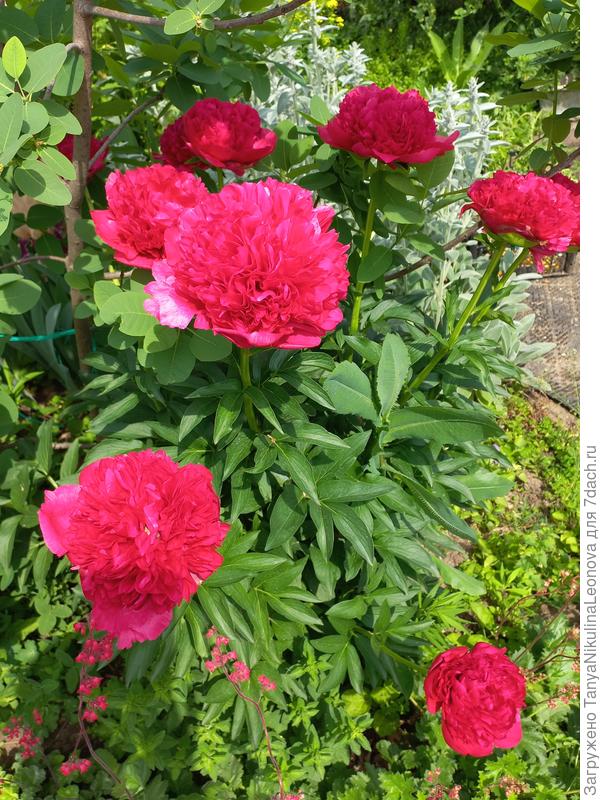 В начале цветения