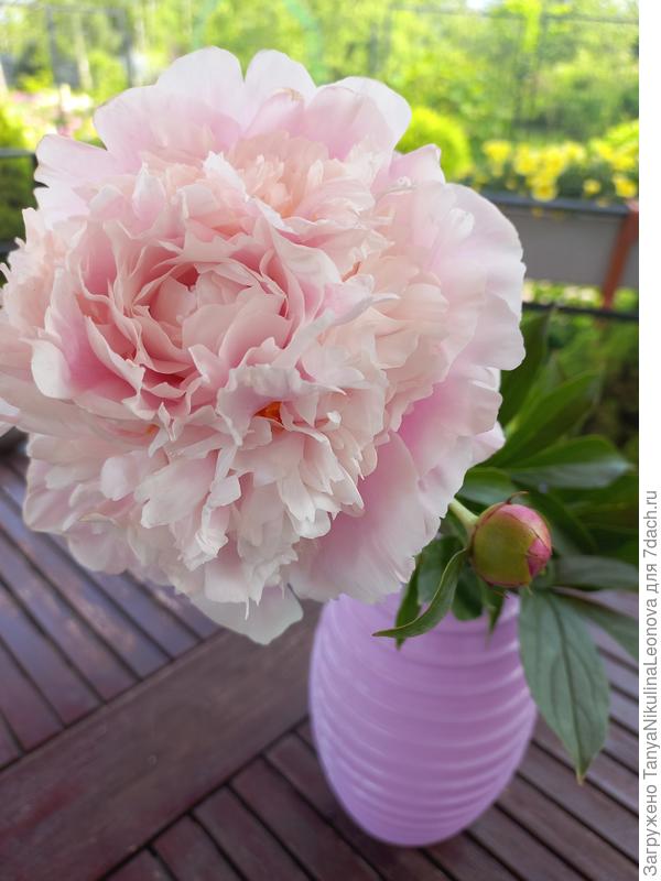 Мадам Форель