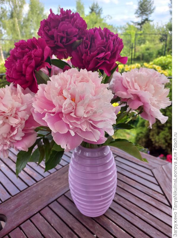 Мадам Форель