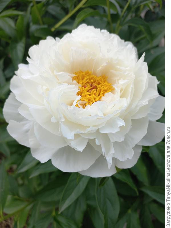 Петит Порцелайн