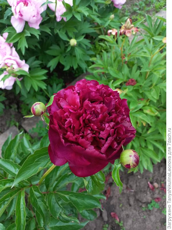 Хайлайт ( очень тёмный)