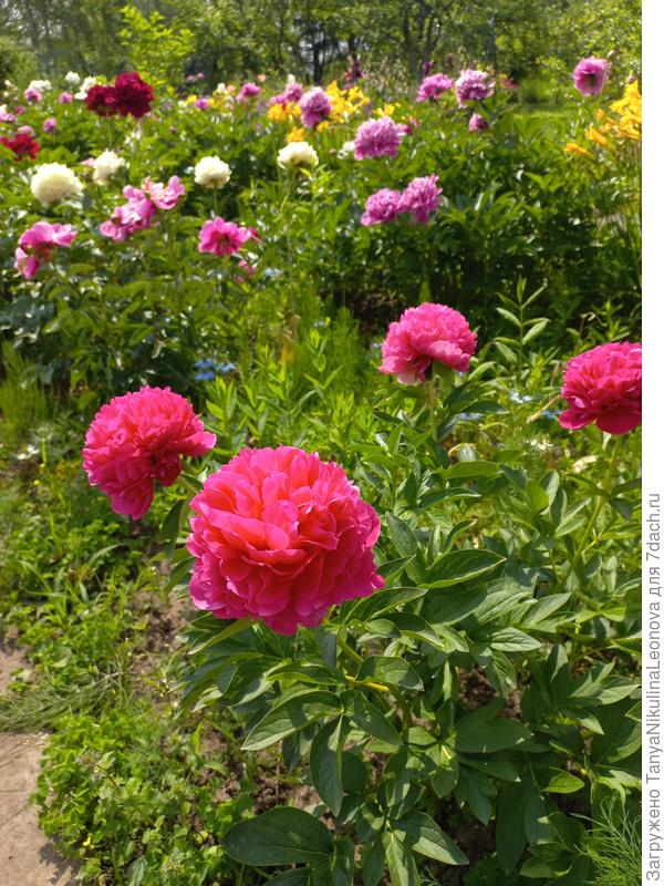 Мари Джо Легар