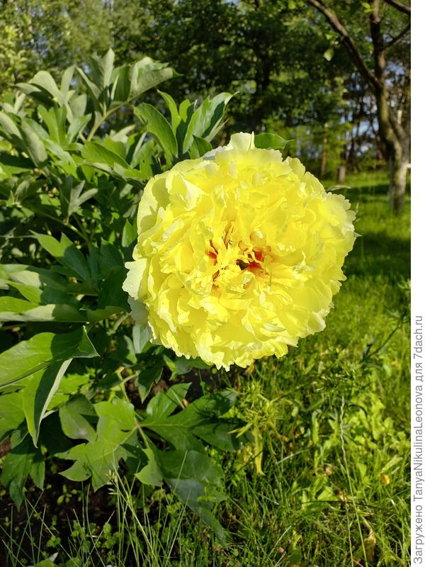 Санома Хало