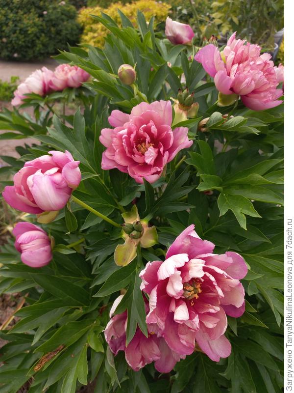 Пинк Дабл Денди ИТО