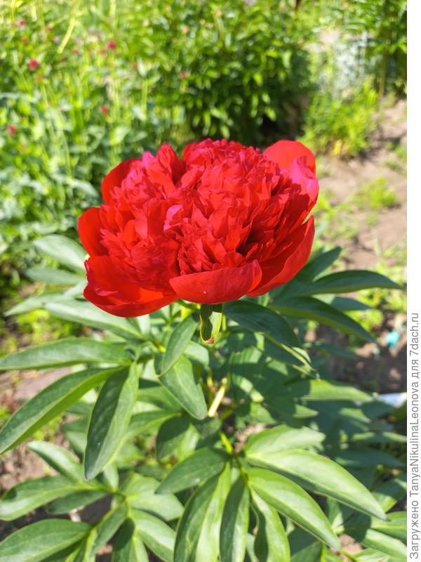 Диана Паркс